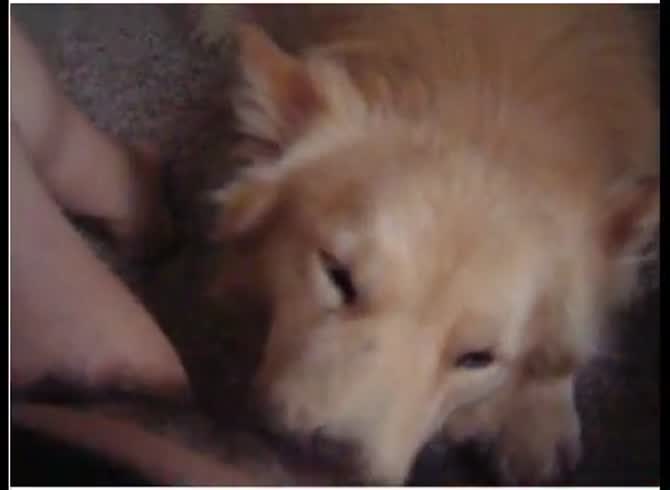 Video :Dog cunnilingus the hairy pussy of k9 lady